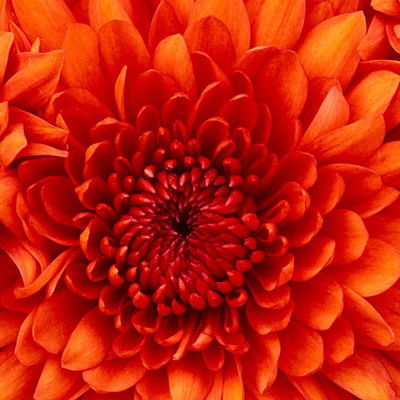 Ариана Кудина