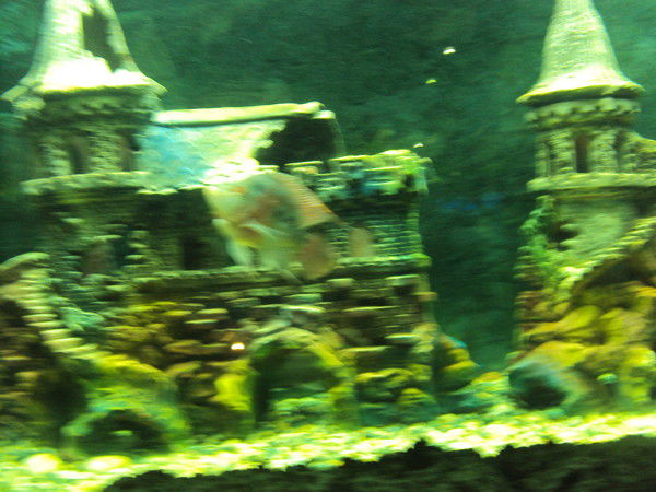 Наташа Александрова