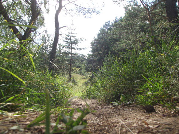 Наталья Струпенёва