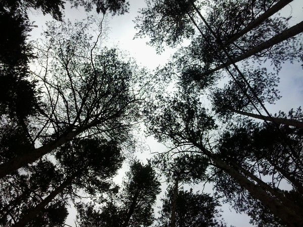 Лазарева Наташа