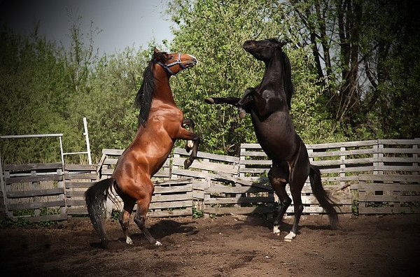 Светлана Ненашева