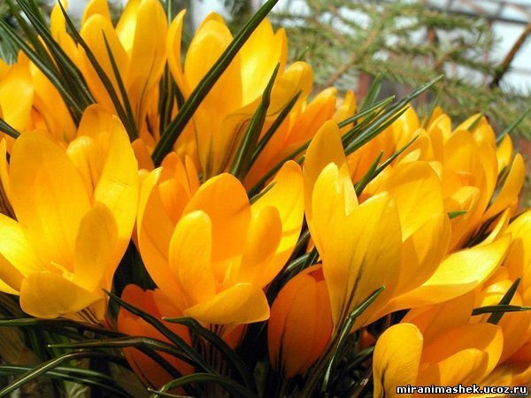 Наташа Хоружевская