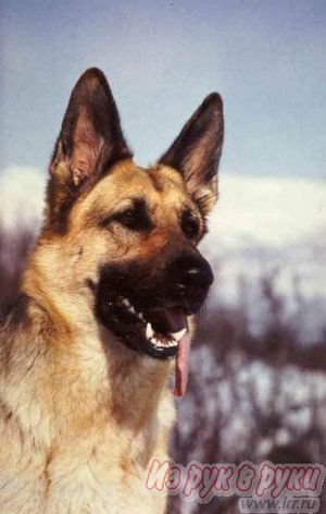 Александр Брендель