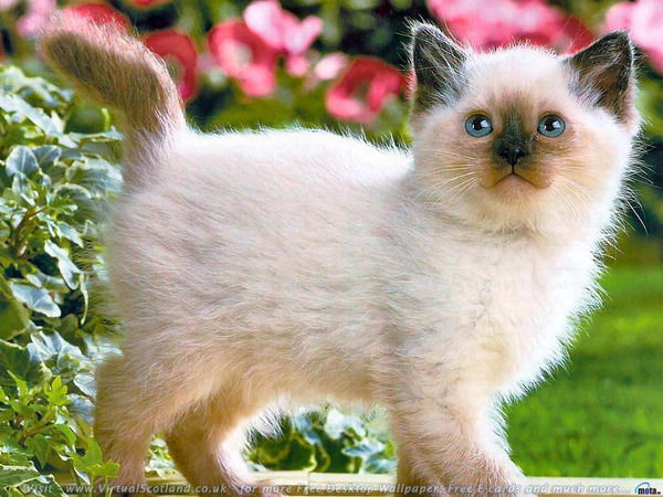 Александр Зырянов