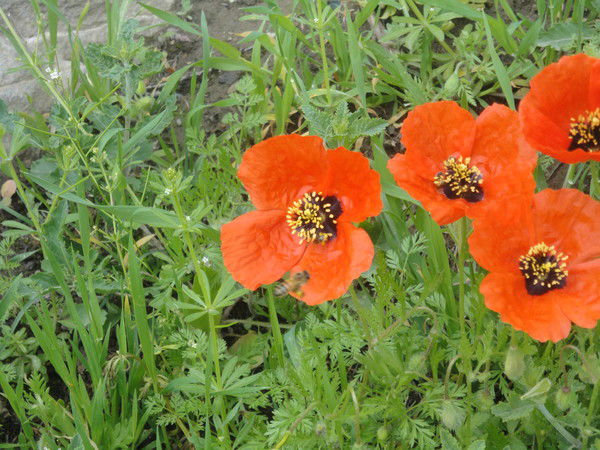 Любовь Александровна