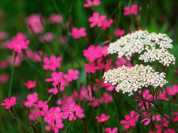 Клавдия Еременко