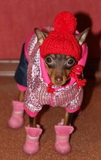 Алла Карпова