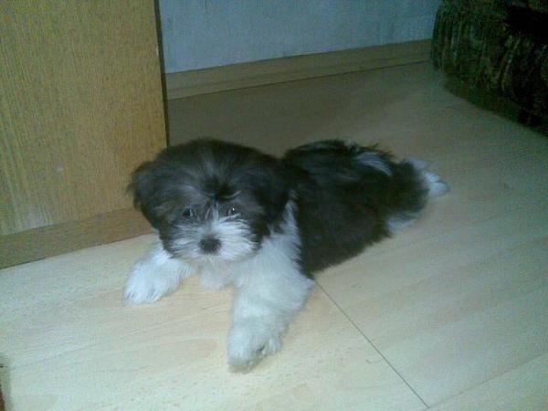 Татьяна Шепелева