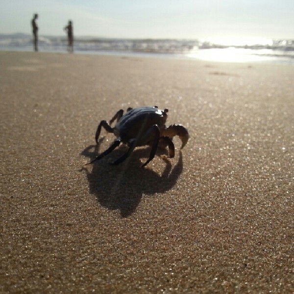 Сергей Гребнев