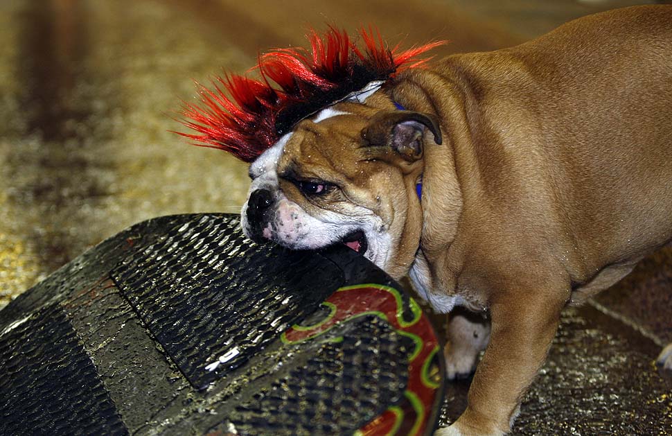 Владислав Щавель