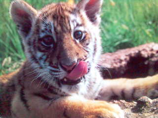 Елена Сурина