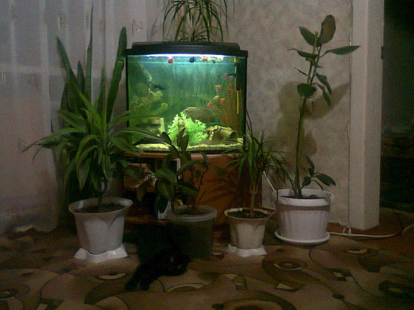 Андрей Дроботов