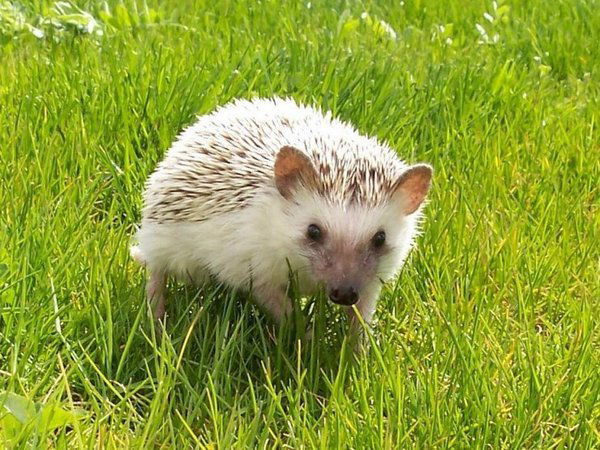 Игорь Ёжиков