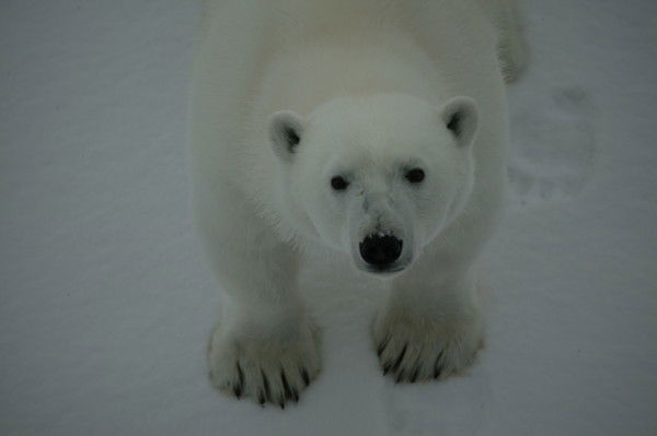 Владимир Волков