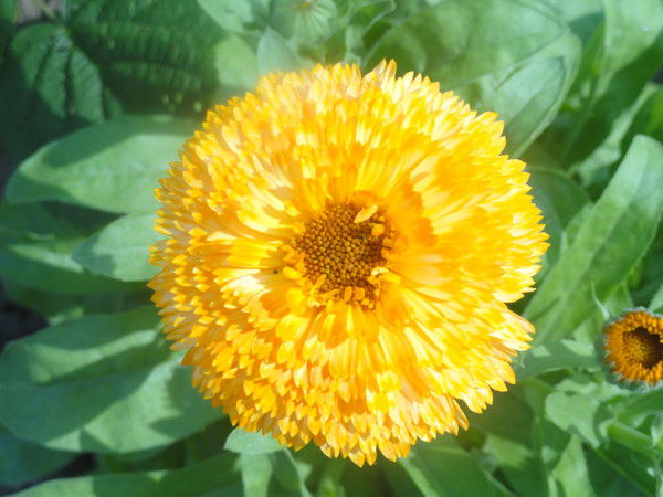 Анна Полоскова