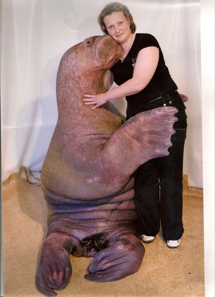 Елена Коростелева