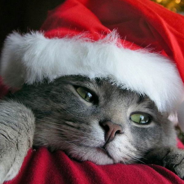 Наталья Клешнина