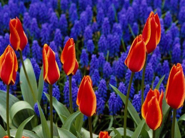 Лариса Вернер