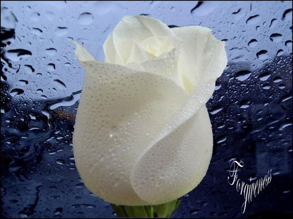 Райхон Шарипова