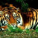 Alexandr Trofimovich