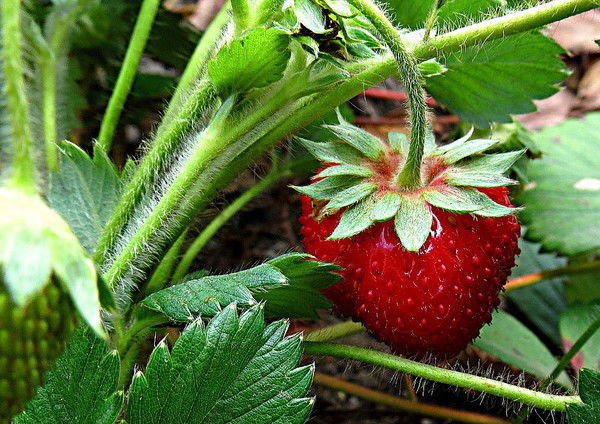 Наталья Данькина