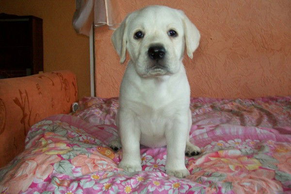 Андрей Никитин