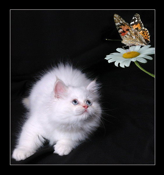 Марина Карина