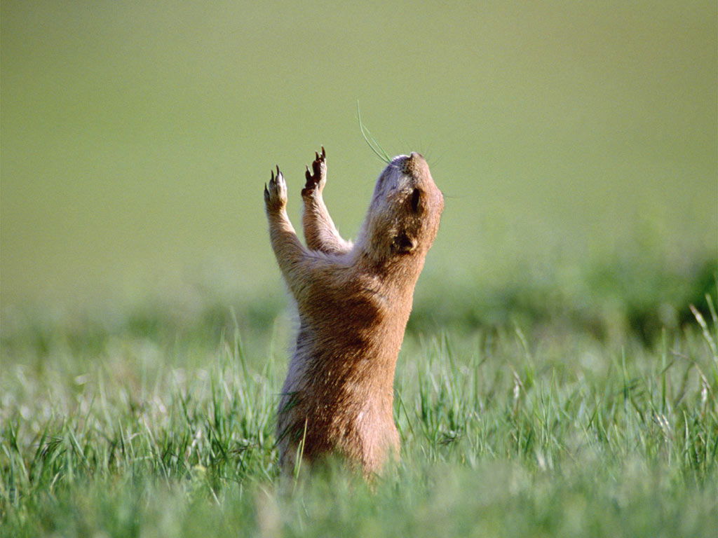 Ласковый Мышонок