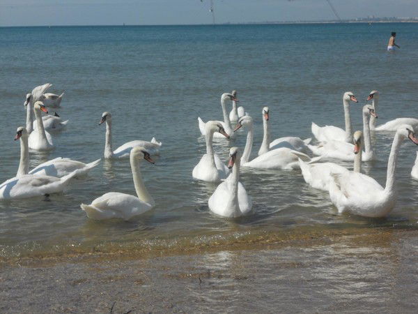 Анатолий Новиков