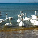 Анатолий Новиков