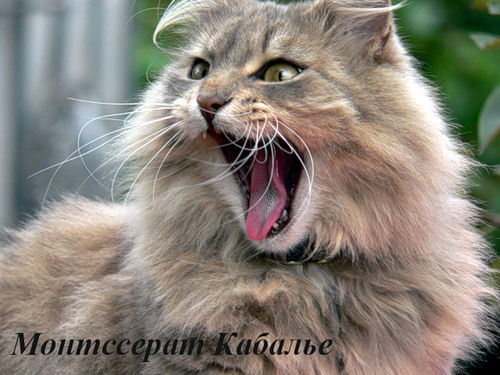 Виктор Таран