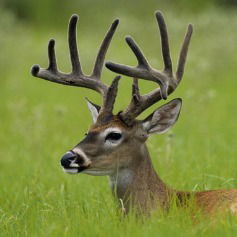 Олень Свитеров