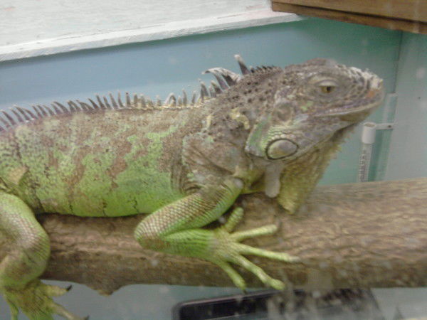 Наталья Лобода