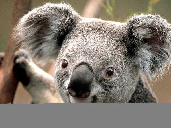 Александр Абрамов