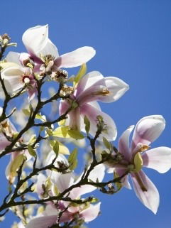 Айсылу Бадретдинова