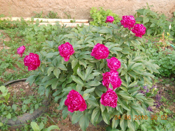 Постникова Анна