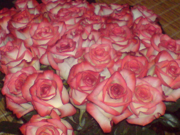 Елена Новикова