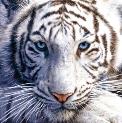 Вася Иванов