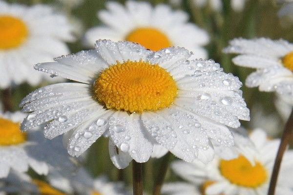 Марина Бедняжкина