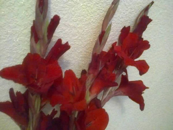 Евгения Нефедьева