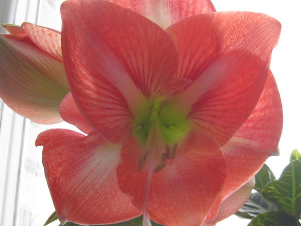 Неизвестно Неизвестно