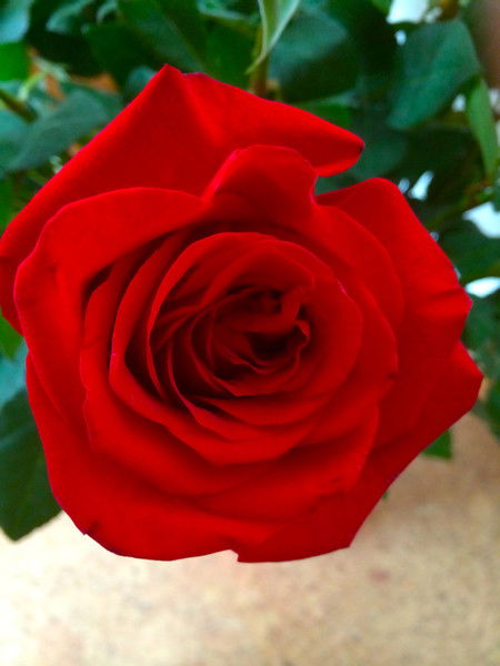 Елена Богуславская