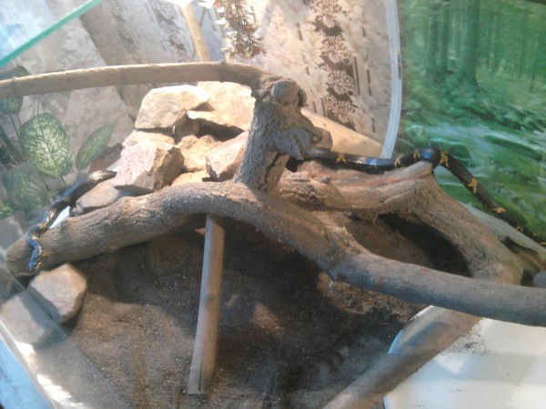 Анна Платонова