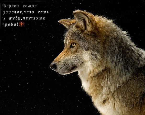 Галина Комарова