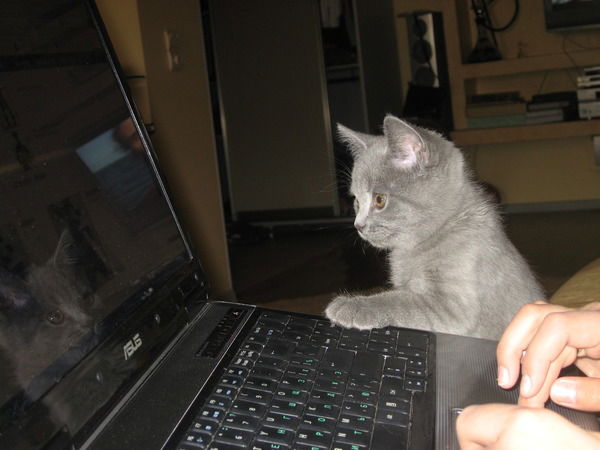 Елена Елена