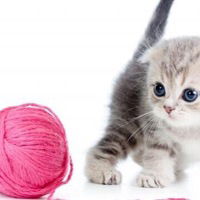 Меруерт Игликова