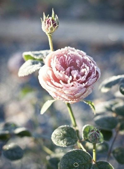 Оля Давыдова