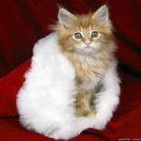 Элина Улубаева