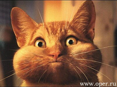 Лариса Пронина