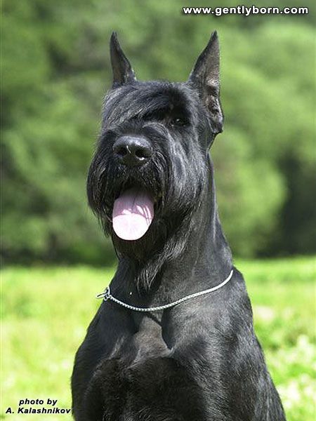 Евгений Соппа